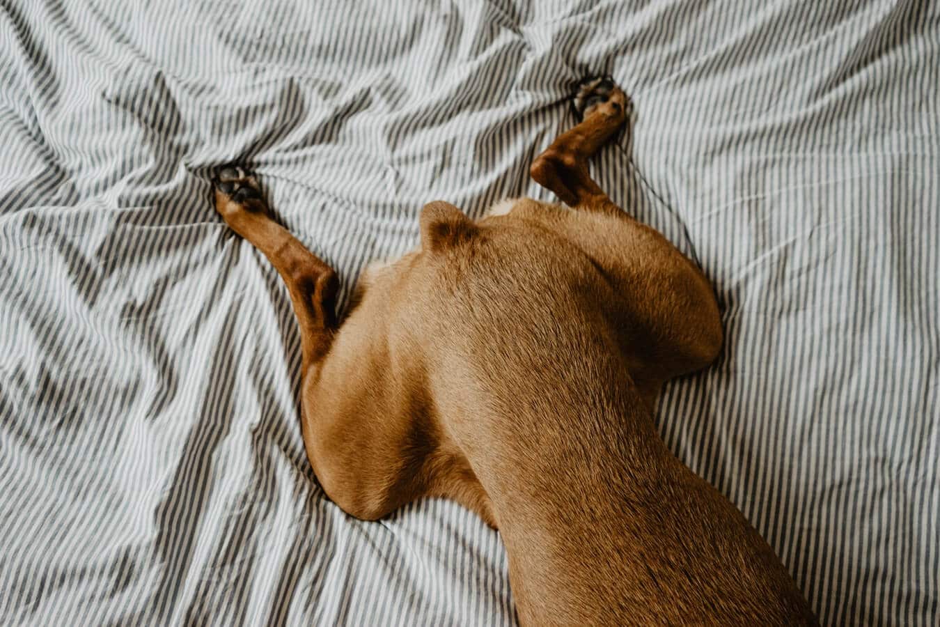 Coxa ou cocha: é com X ou CH? 1 pernas de cachorro coxa-ou-cocha