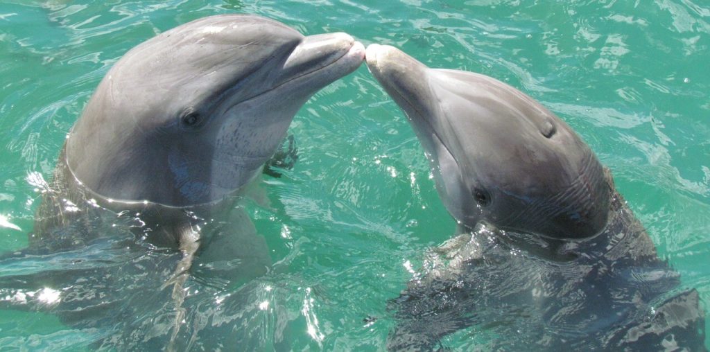 golfinhos mamíferos 