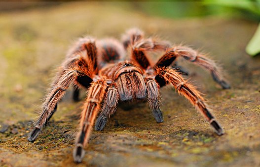 Aranha-caranguejeira: tem veneno? 1 aranha caranguejeira