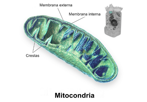 mitocôndria ciclo de krebs 