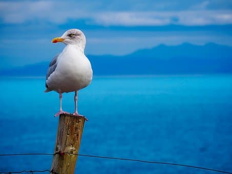Gaivota: características e curiosidades! 1 seagull 1900657 340