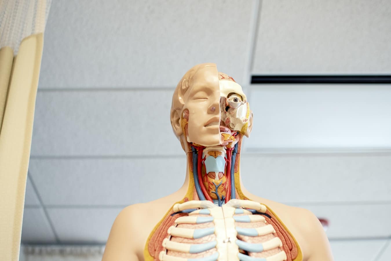 Sistema respiratório: o que é, como funciona e quais os órgãos!