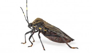 Doença de Chagas: o que é, sintomas, causas e mais!