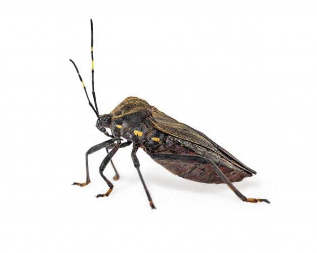 Doença de Chagas: o que é, sintomas, causas e mais!