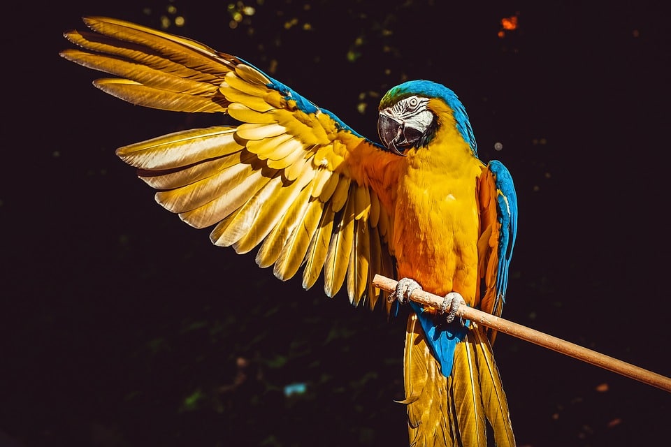 Macaco Sagui, Essa espécie está em extinção devido a destru…