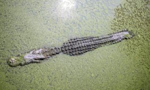 crocodilo