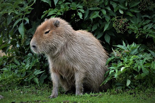 Capivara - ecologia, características, fotos - InfoEscola