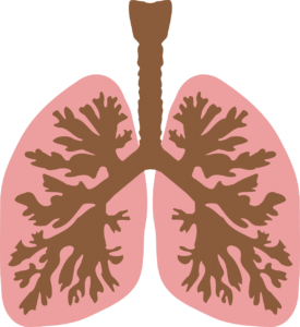 pulmão e traqueia