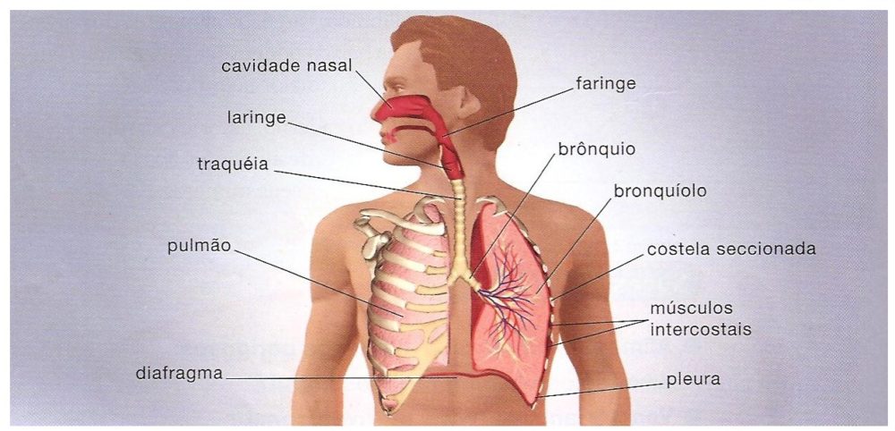 sistema respiratório funções