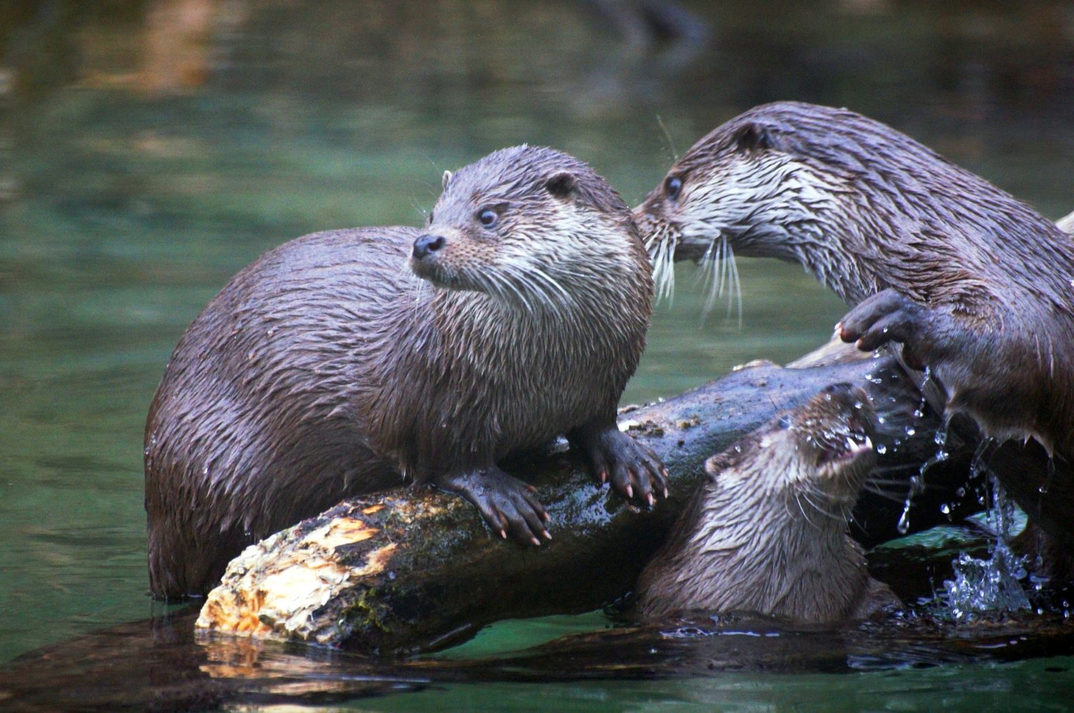 Lontra características habitat e mais Blog do Stoodi