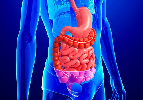 Sistema digestivo: saiba cada etapa desse processo