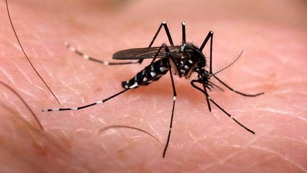 Qual a diferença entre dengue, zika e chikungunya?