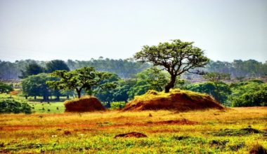 Biomas do mundo: o que são e veja todos eles!