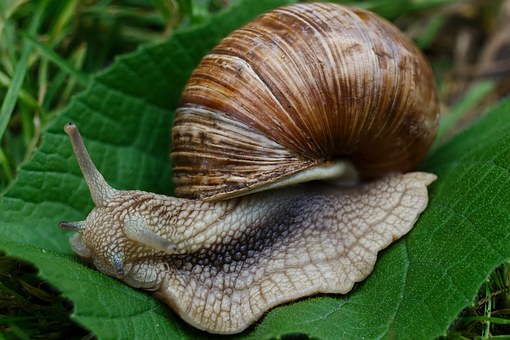 Caramujo: características e tipos!