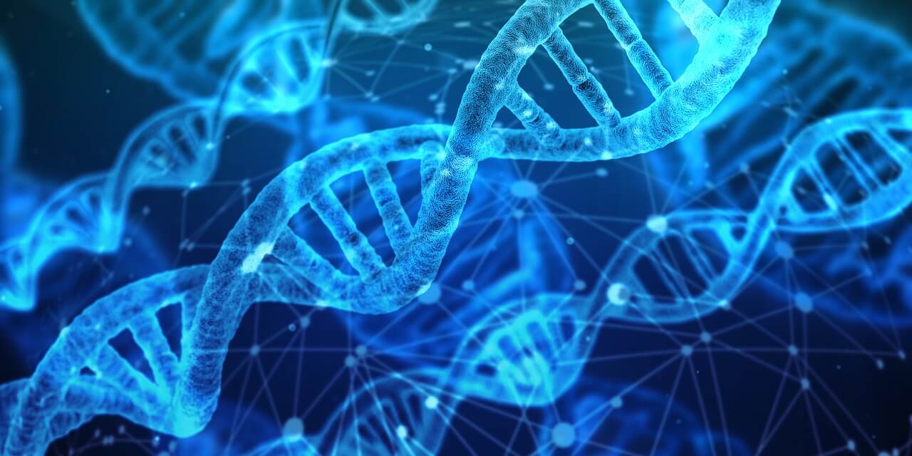 DNA e RNA: o que é, função e mais!
