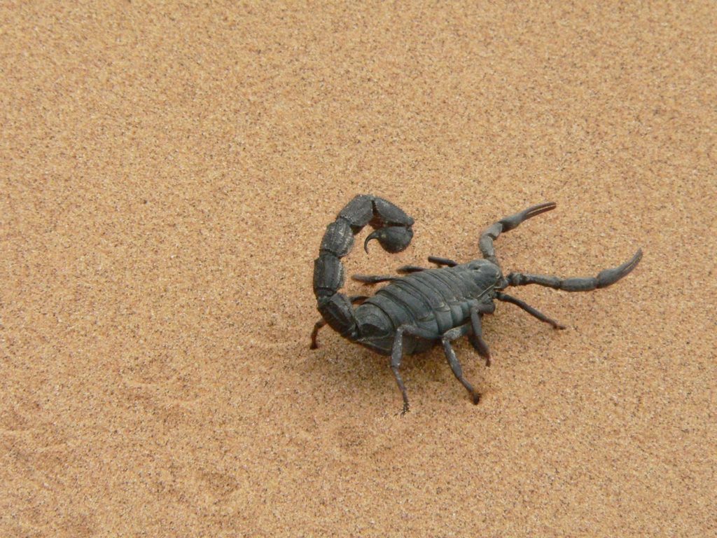 escorpião aracnídeo