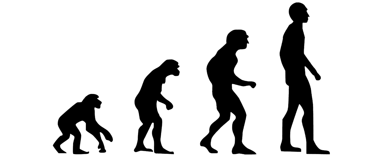 Evolução humana: como foi, teoria e etapas!