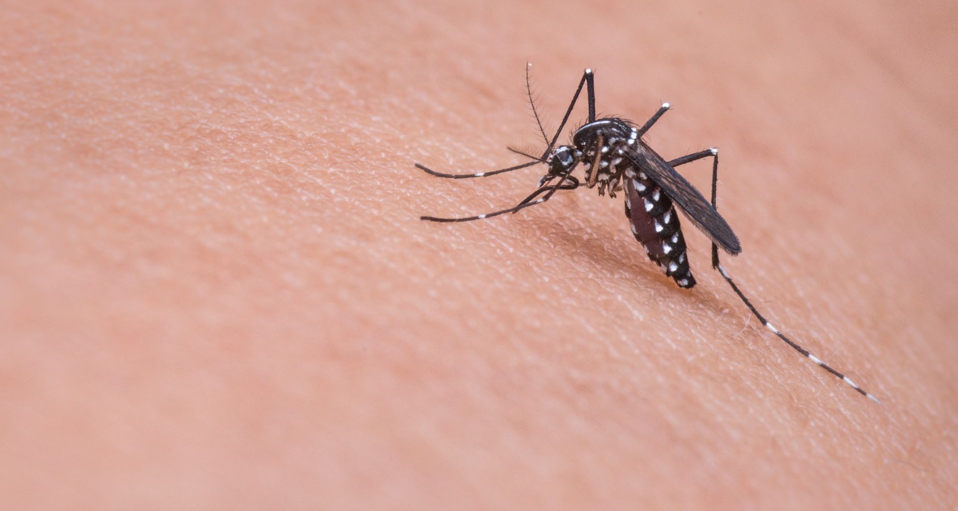 mosquito da febre amarela