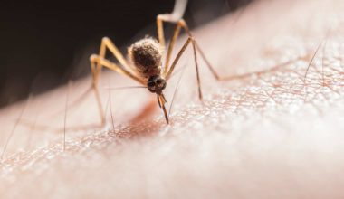 Malária: sintomas, transmissão e mais!