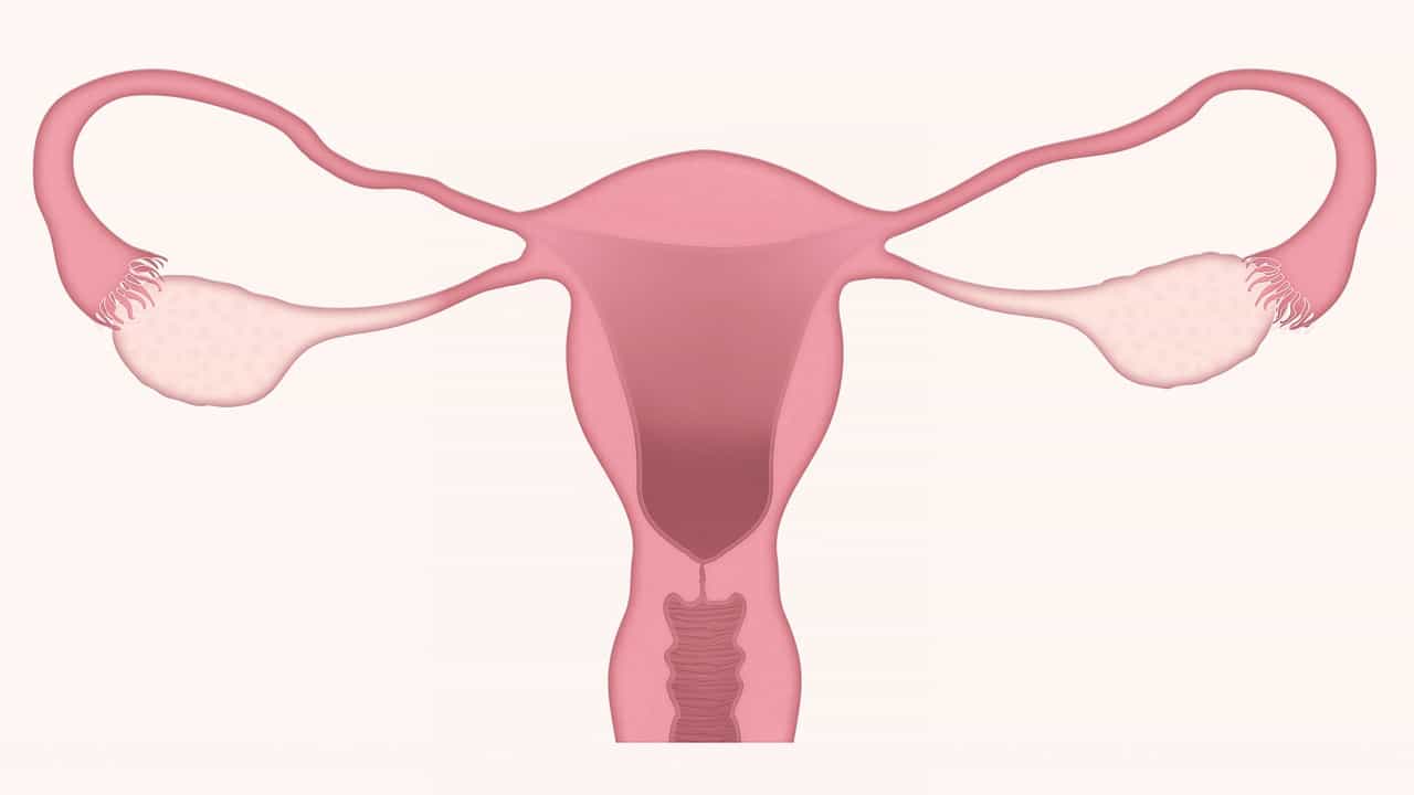 Sistema genital feminino: órgãos, anatomia e mais!