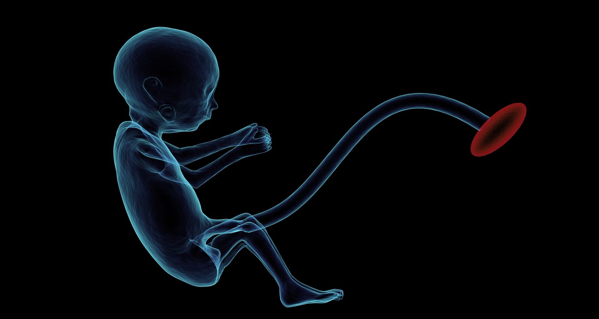 feto embriologia