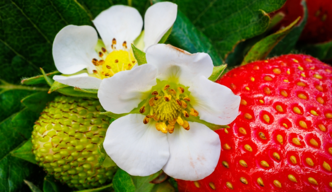 Flor de Morango, um pseudofruto