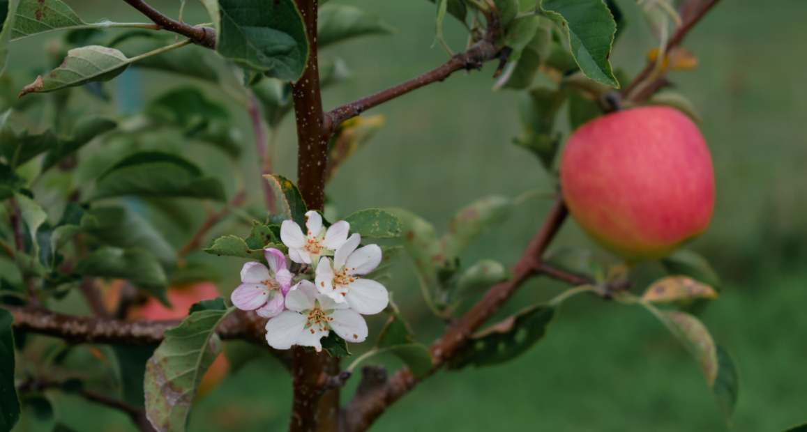 Árvore de maçã, um pseudofruto, com frutos e flores. 