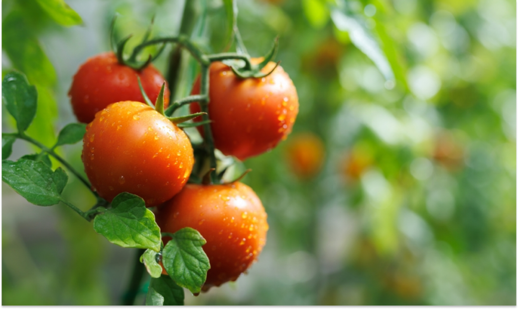 Tomates-vermelhos no pé. Pseudofrutos. 